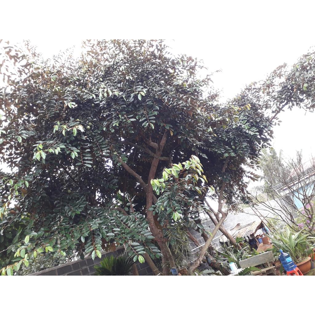 Cây giống Vú Sữa lò rèn
