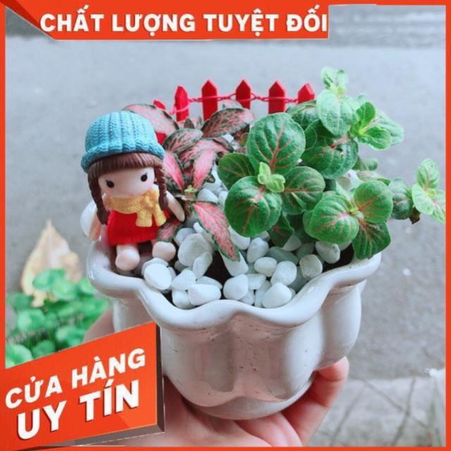 Chậu Cẩm Nhung Có Trang Trí