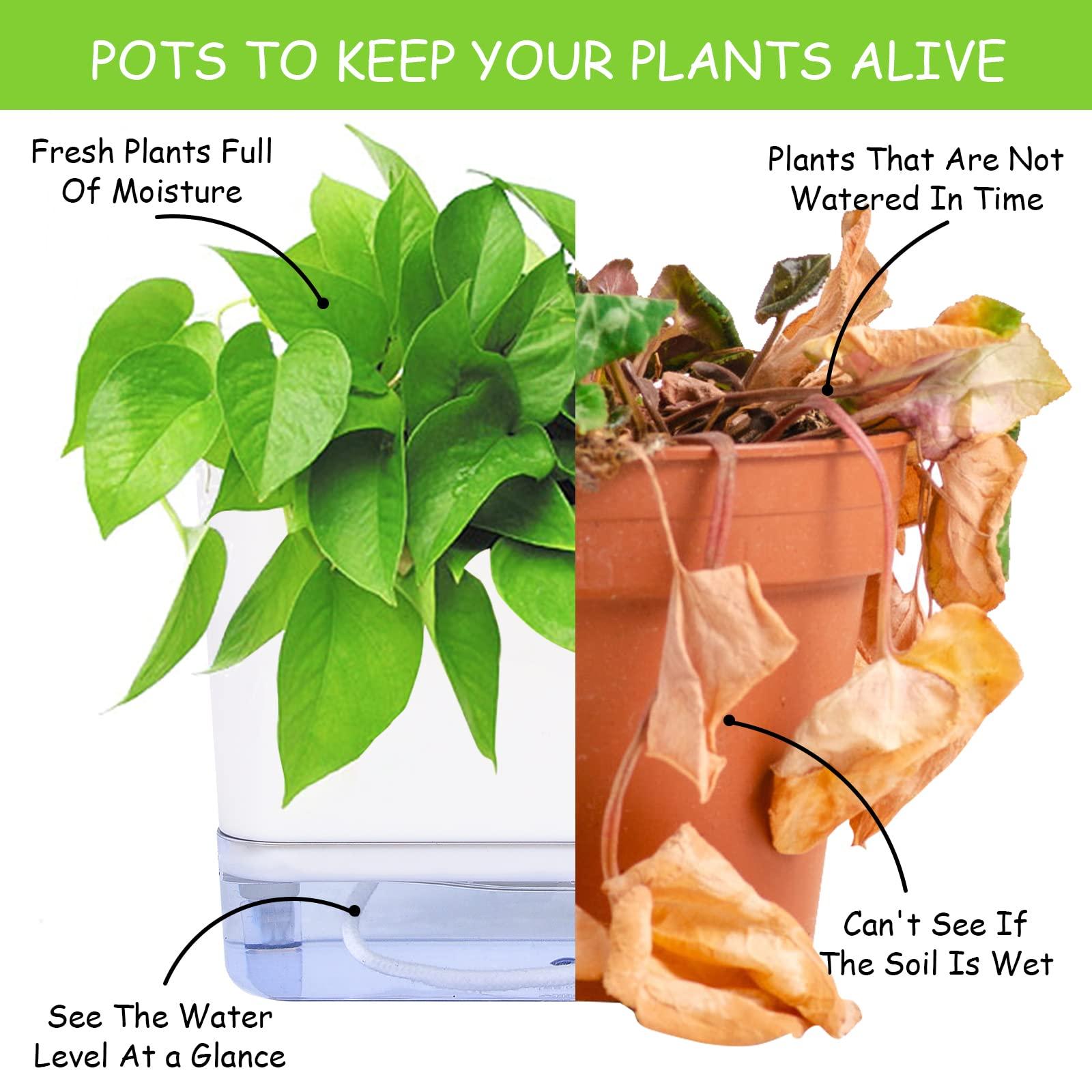 Nồi hoa, bộ 2 nồi thảo mộc, với hệ thống tưới tự động, cây trồng, chậu thơm thảo dược, lọ hoa bên trong ngoài trời