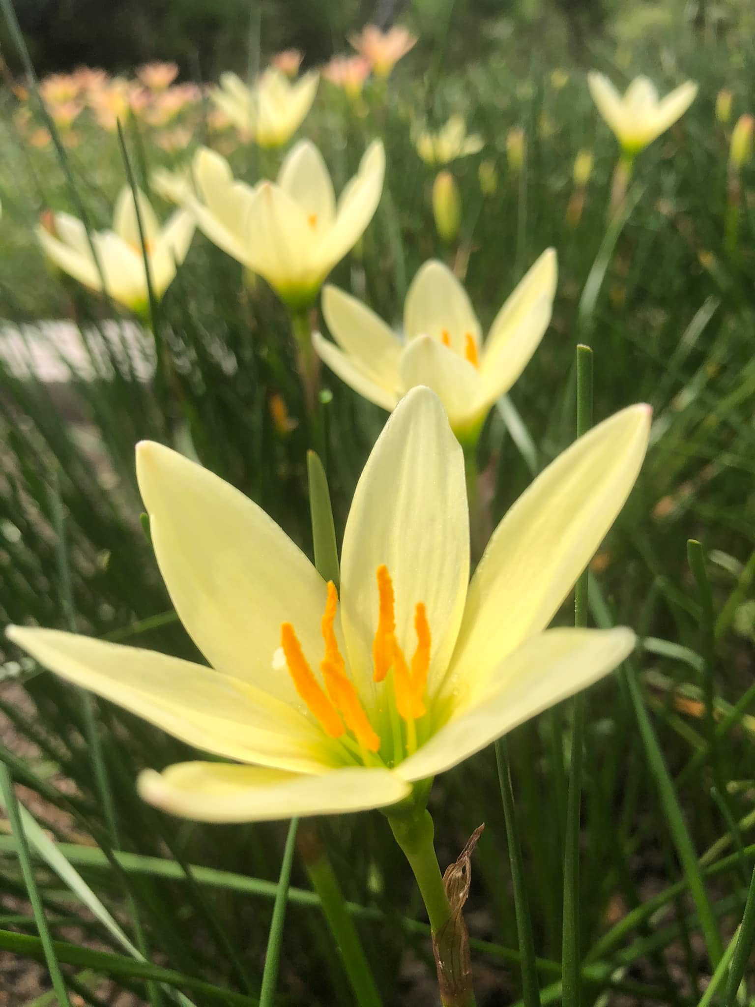 Củ huệ mưa màu vàng nhạt nhạt Bangkok yellow