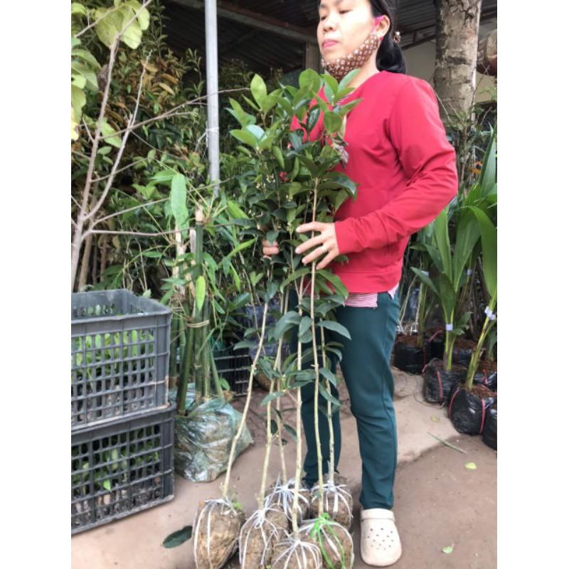 Mộc hoa vàng một thân,cây cao 1m