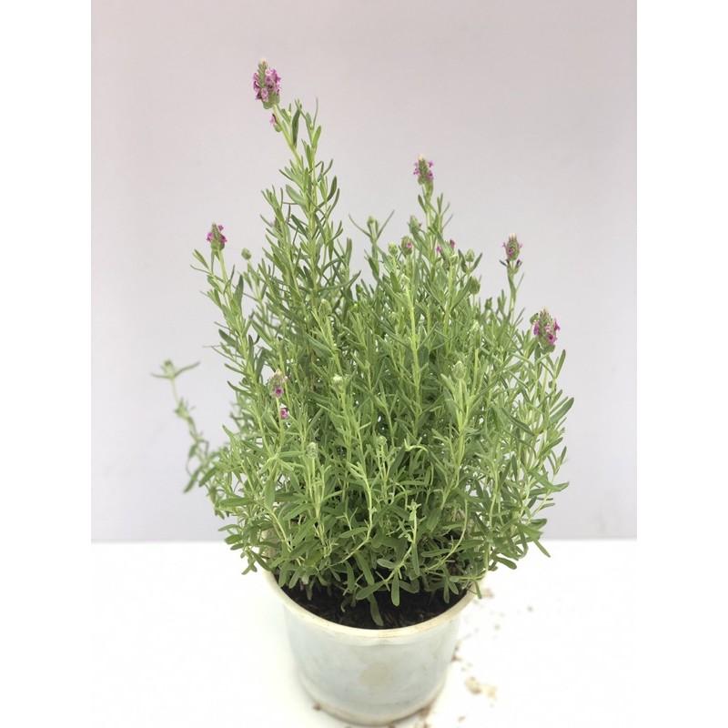 Cây oải hương - Lavender đang nụ và hoa cao 30 cm (ảnh thật)
