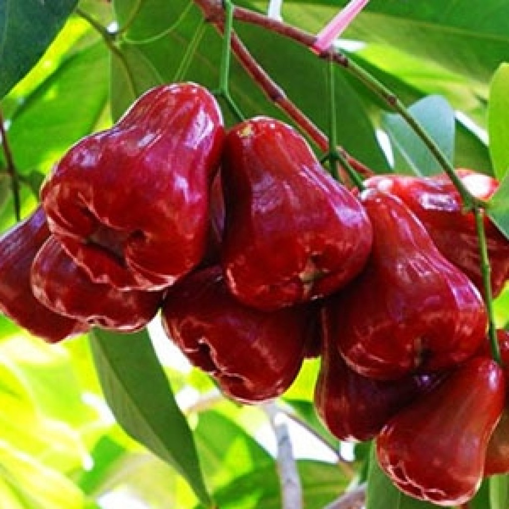 PHÂN BÓN HUMIC GIÚP CÂY KHỎE, XANH LÁ, PHÁT TRIỂN, TƠI XỐP ĐẤT - DẠNG VẢY TAN CAO CẤP