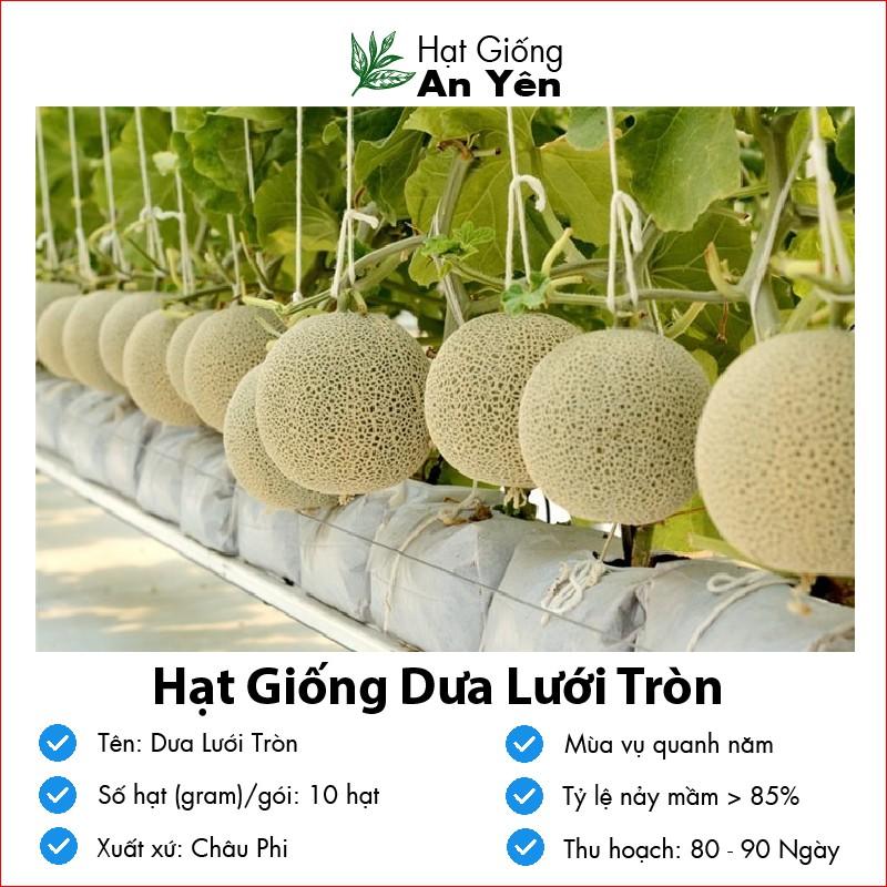 Hạt giống Dưa Lưới Vàng thu hoạch sớm, dễ trồng, nảy mầm cao, sinh trưởng khoẻ