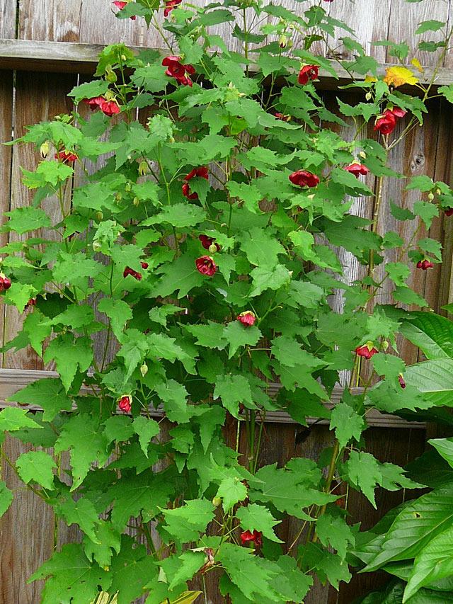 CÂY GIỐNG HOA LỒNG ĐÈN.