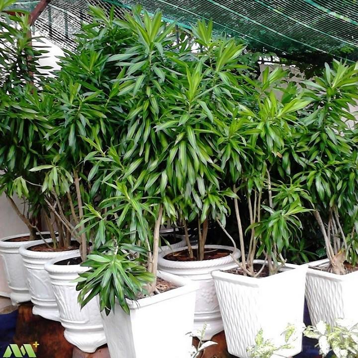 CÂY TRÚC BÁCH HỢP-CÂY CAO LỚN TRƯỜNG THÀNH