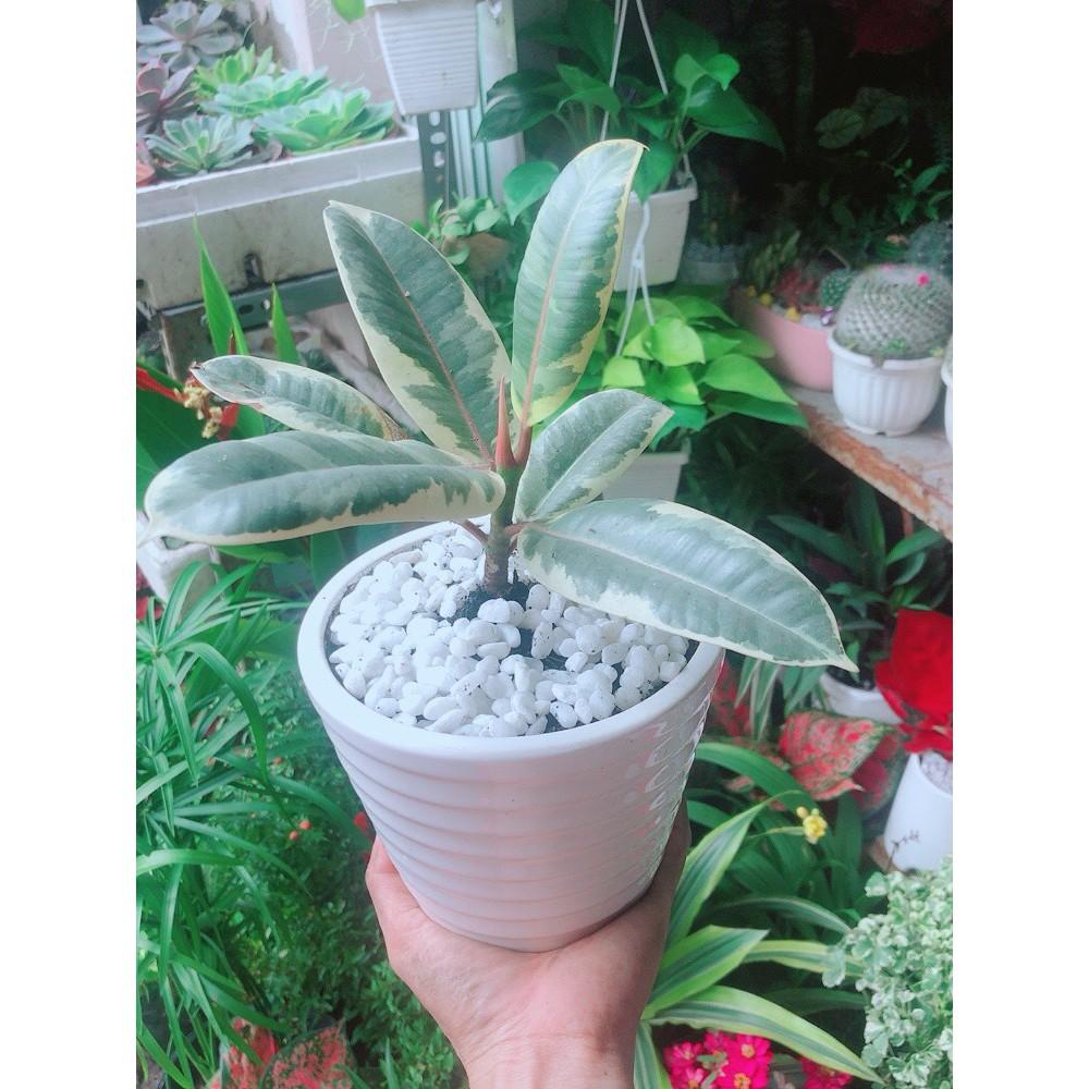 Chậu Cây Búp Đa Đốm