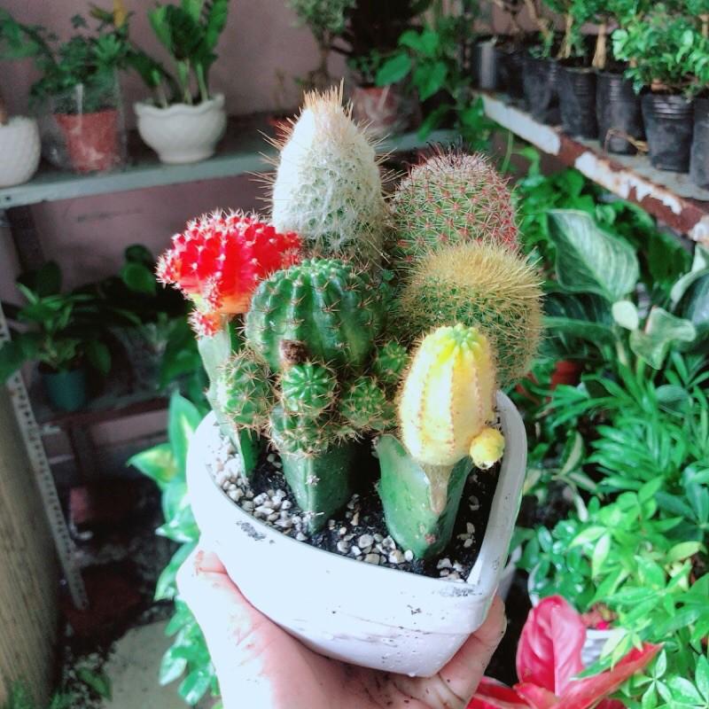 Chậu Xương Rồng Tiểu Cảnh