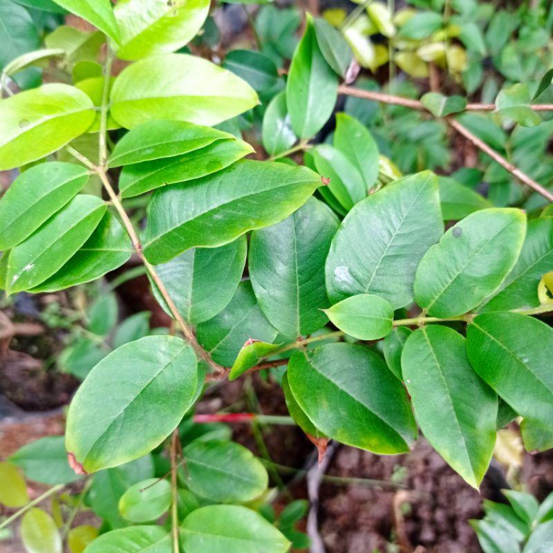 Nho thân gỗ tứ quý lá lớn