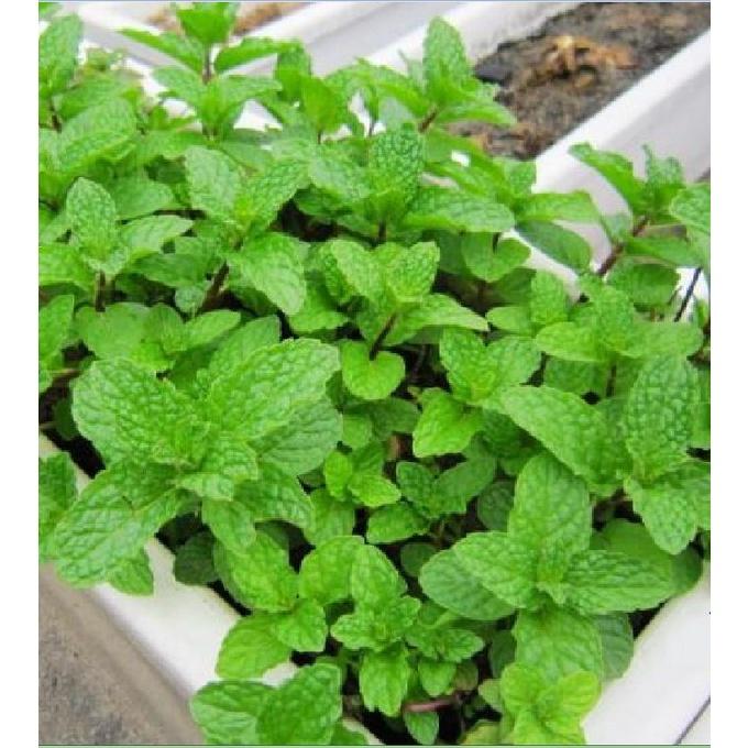 Hạt giống rau húng lũi KNS3219 - Gói 0.1Gram