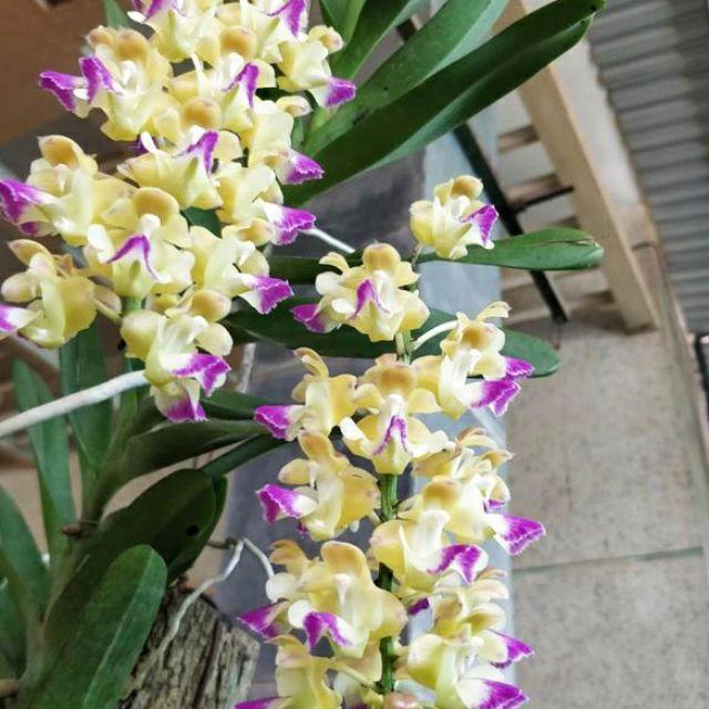 Hoa phong lan hoàng nhạn tháng 8 bóc rừng