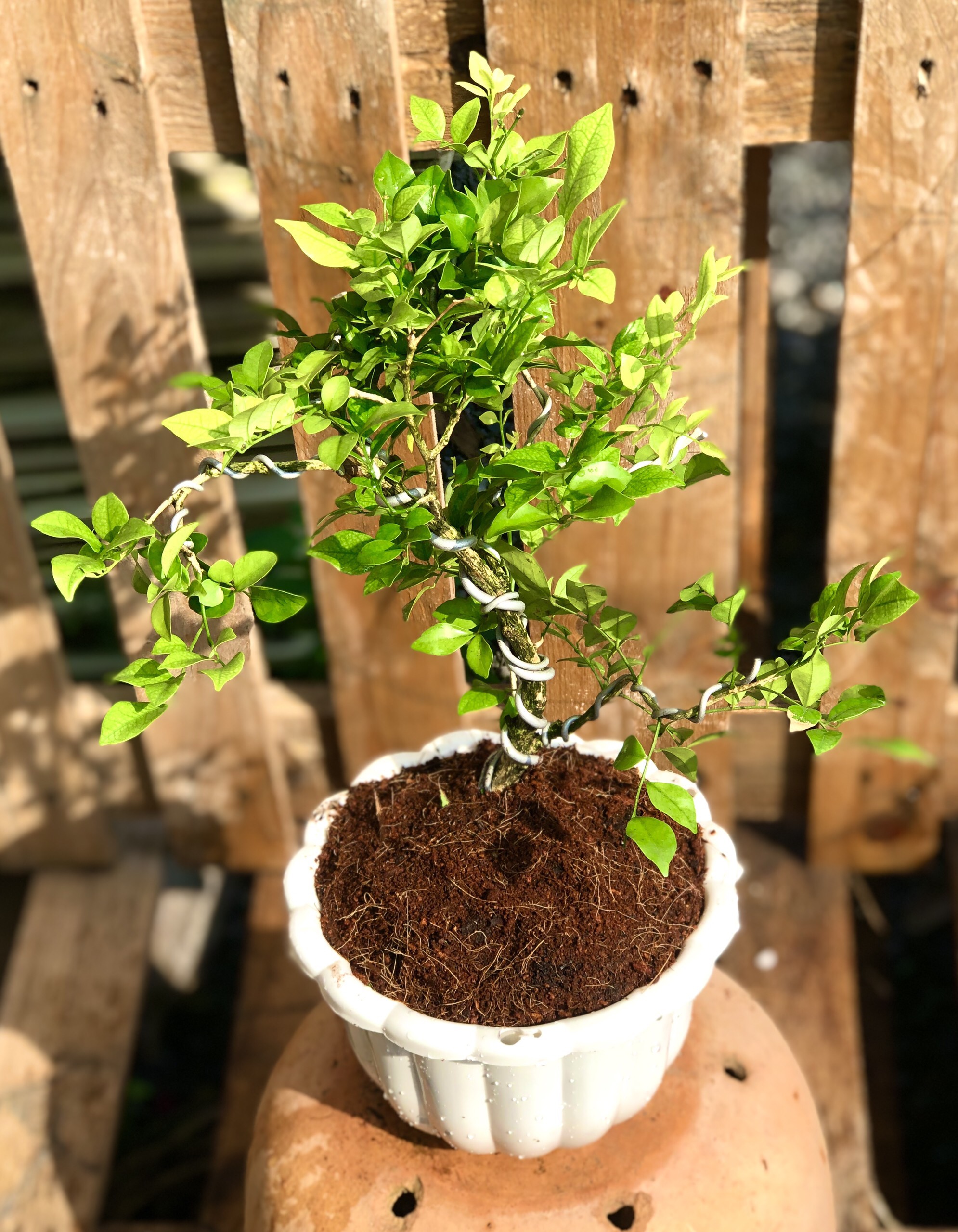 Cây Nguyệt Quế Bonsai