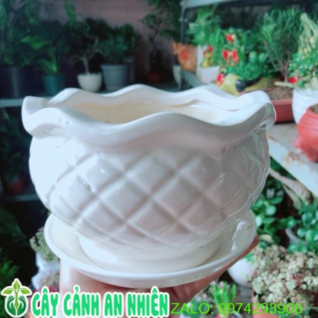 Chậu Trồng Cây