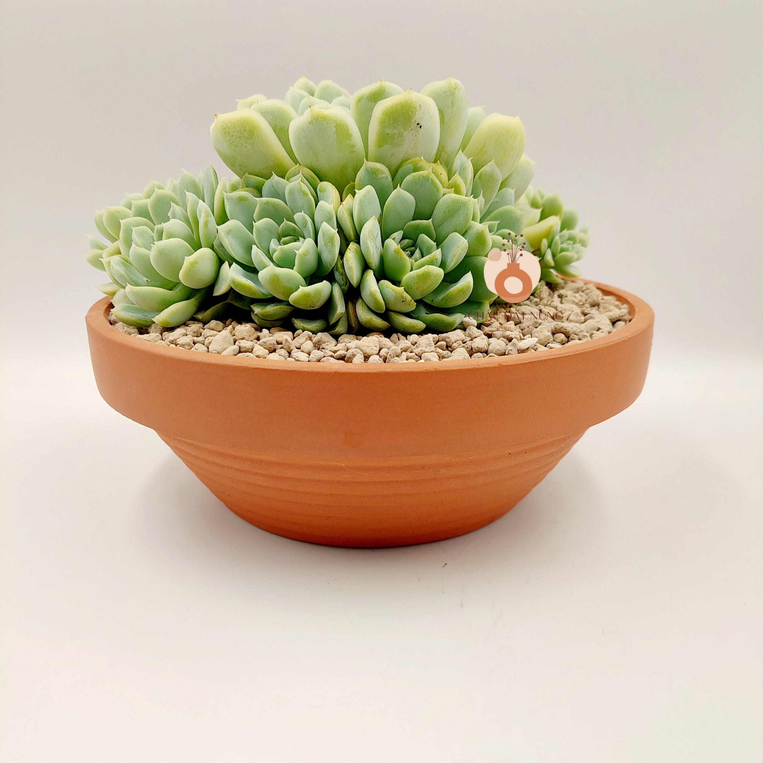 Chậu đất nung, chậu sen đá - Thau 2075, miệng chậu 20cm, chiều cao 7.5cm