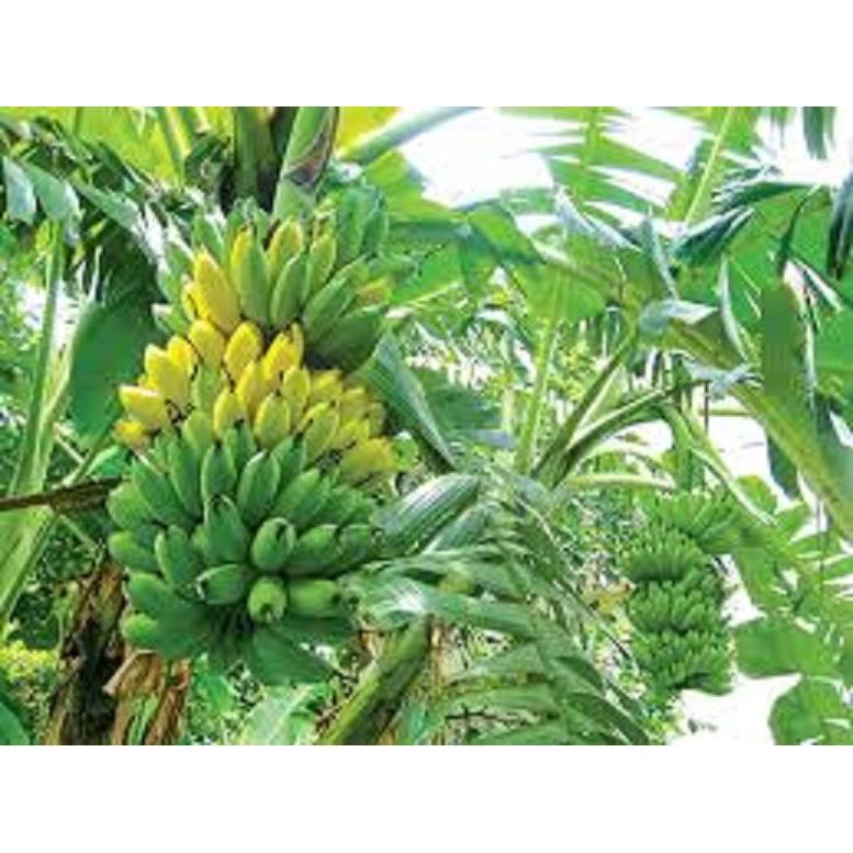 Cây giống CHUỐI TÂY THÁI ngọt thơm - hàng cây giống CHUẨN F1