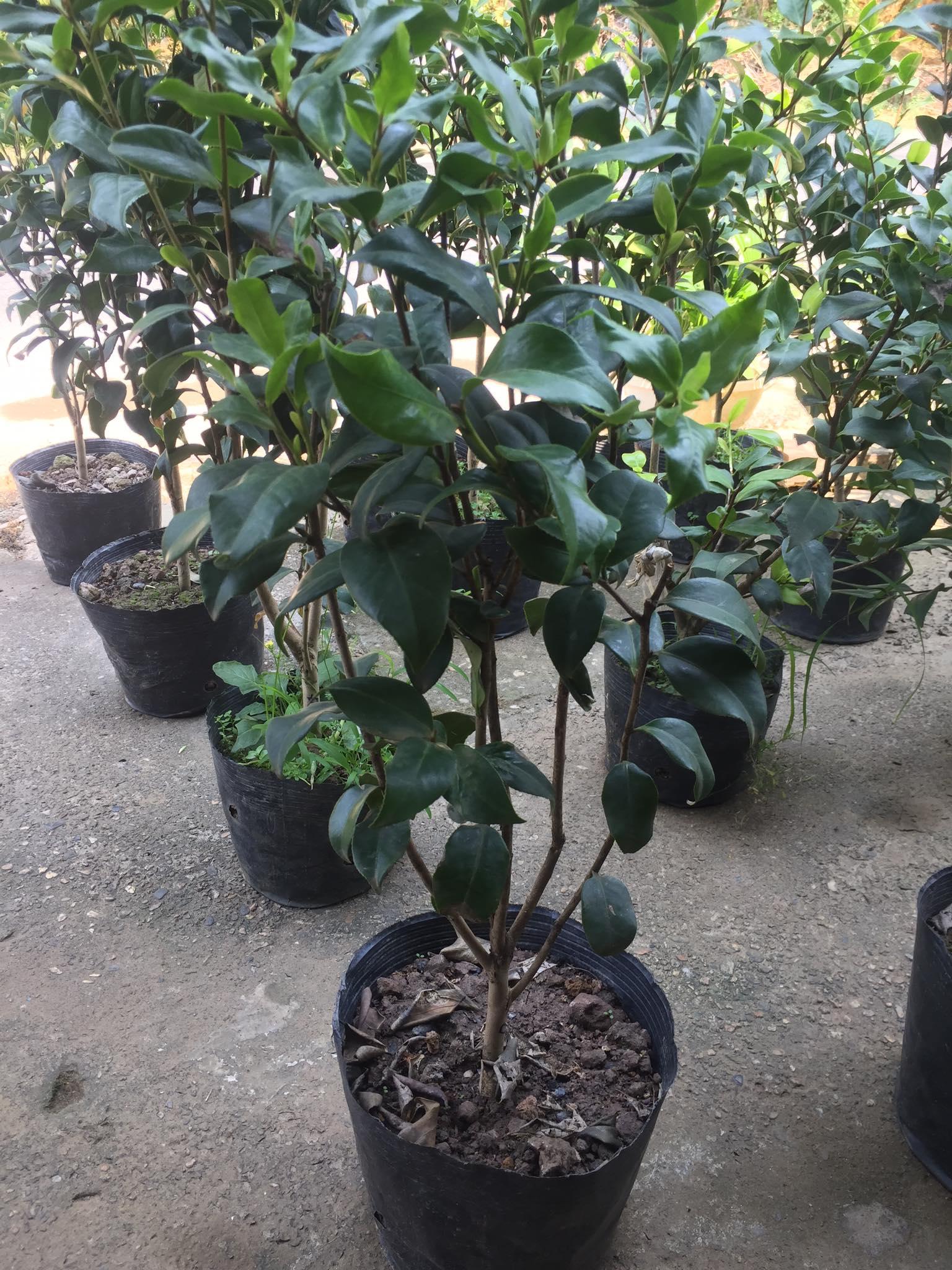 Cây trà my ngũ sắc, cây trà my hoa 5 màu, chậu như hình