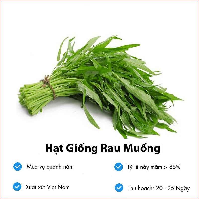HẠT GIỐNG RAU MUỐNG - KHẢ NĂNG SINH TRƯỞNG VÀ PHÁT TRIỂN MẠNH, TỶ LỆ NẢY MẦM CAO