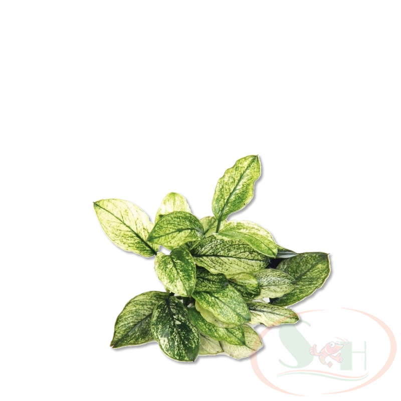 Ráy Anubias Nana Pinto bám giá thể lá nước trồng bể thủy sinh cá tép