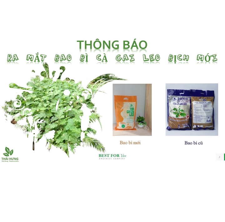 Combo 05 Bịch Trà Cà gai leo Thái Hưng Thải độc gan, mát gan, giải rượu