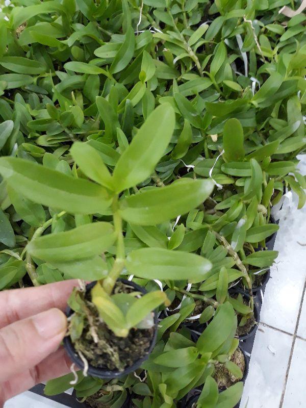 Hoa phong lan phi điệp 5ct phú thọ