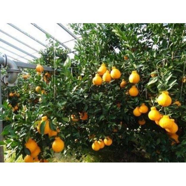 Sản phẩm CÂY GIỐNG CAM DEKOPON