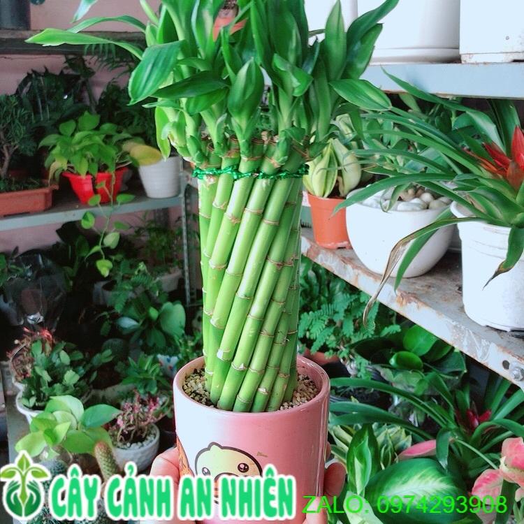 Chậu Trúc Phát Tài