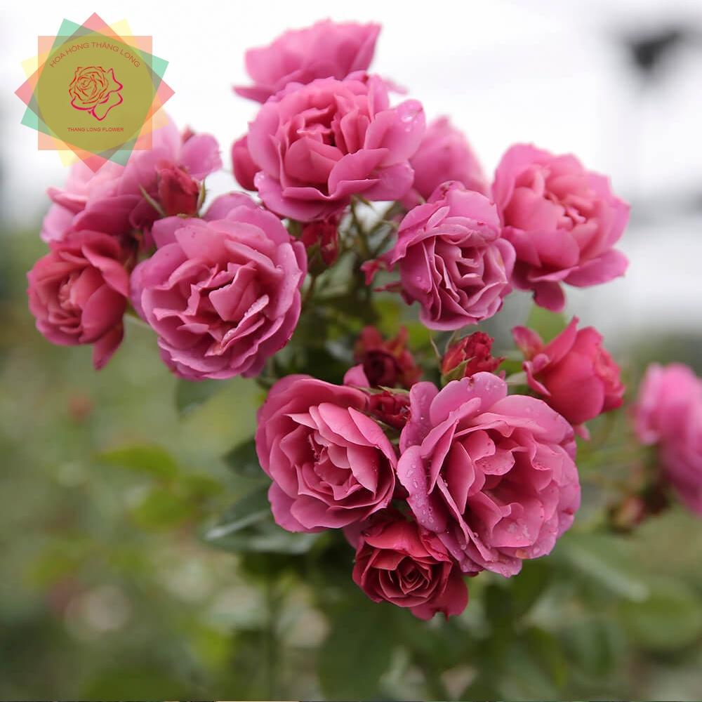 Cây hoa hồng ngoại AOI Nhật (bụi) cực sai hoa - Hoa hồng Thăng Long Flower