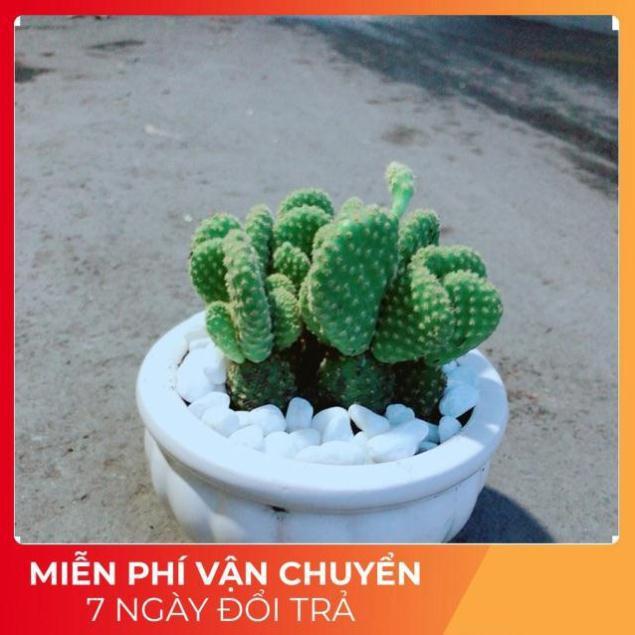 Chậu Xương Rồng Tai Thỏ