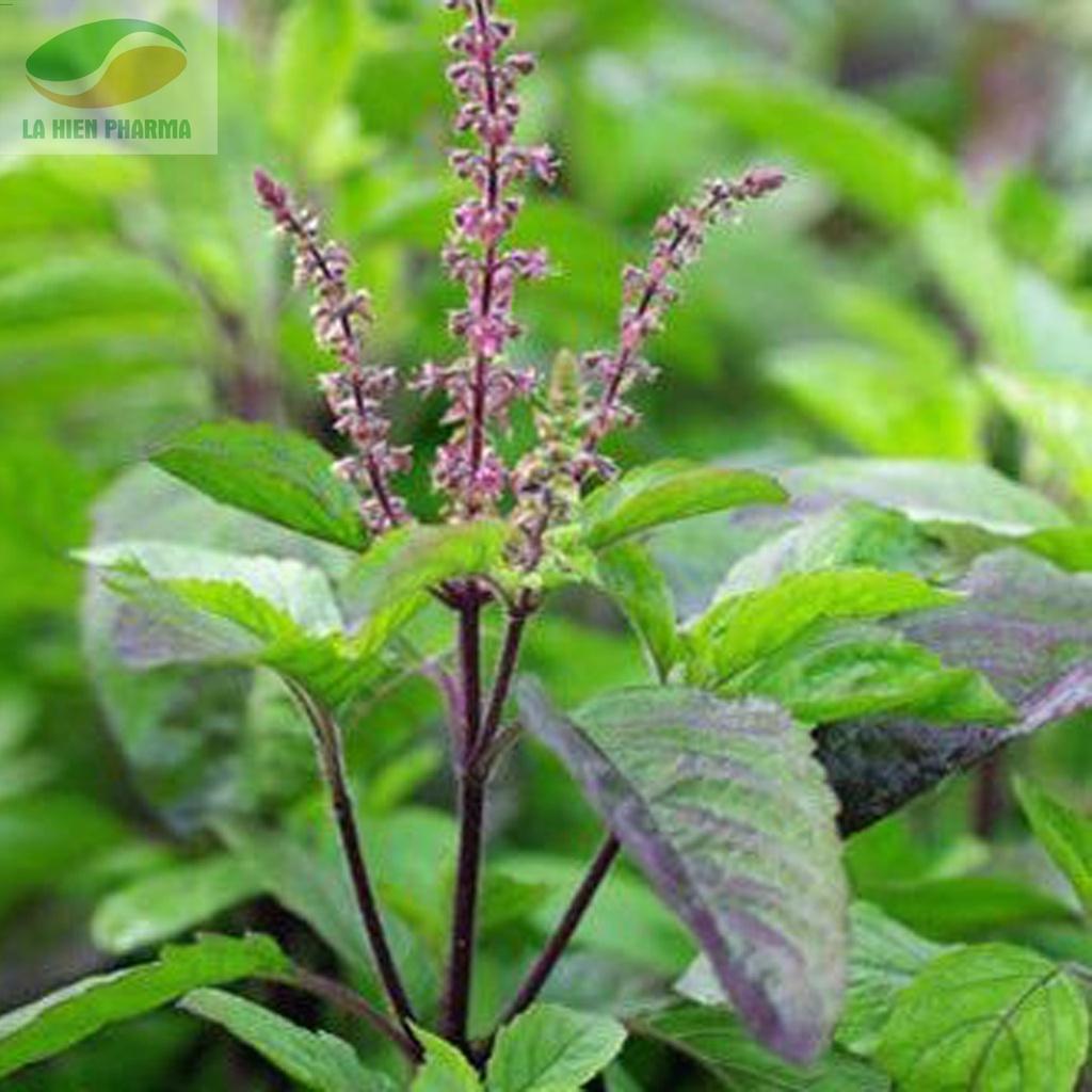 Hạt giống cây hương nhu tía ,rau gia vị, hạt giống tốt - 1 gói 0.2gram-ADX