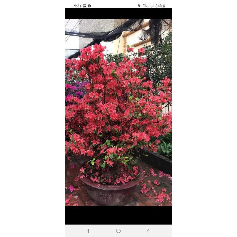 Đỗ quyên cây giống nhiều màu