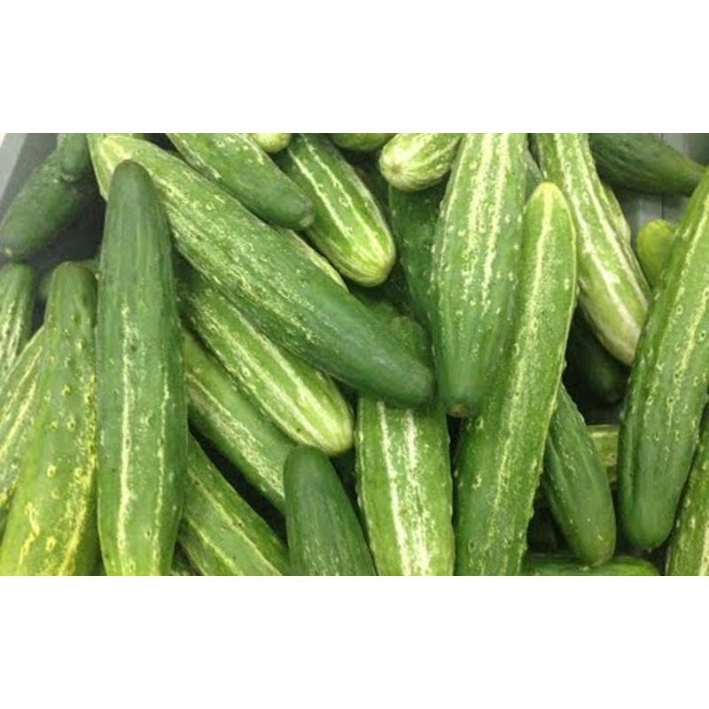 Hạt giống Dưa Chuột nếp ta thơm Sao Việt _KL. 1 gram
