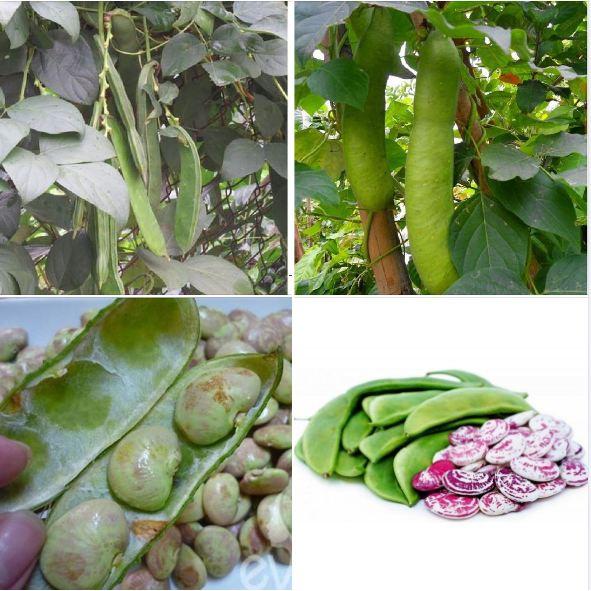 Hạt giống đậu ngự F1 KNS383 - Gói 5 hạt