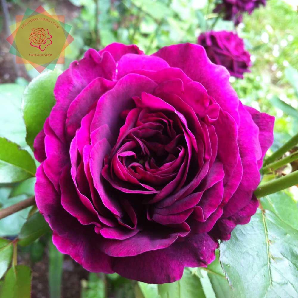 Cây hoa hồng ngoại The Prince hồng Hoàng tử quý tộc Anh siêu thơm -cây to trồng bịch vải