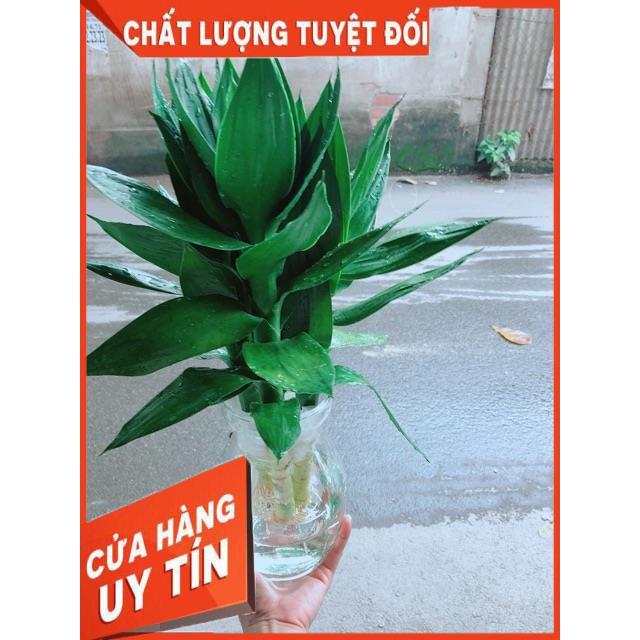 Chậu Trúc Phát Tài Thuỷ Sinh