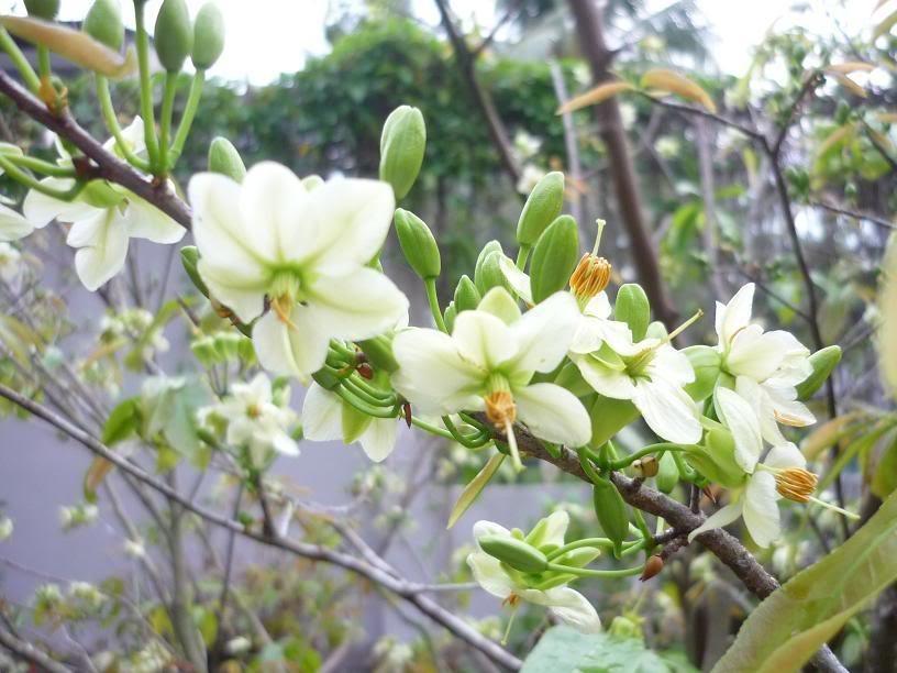 CÂY GIỐNG THANH MAI NHIỆT ĐỚI SIÊU NGỌT, SIÊU QUẢ, SIÊU NĂNG SUẤT,SIÊU KINH TẾ- CAM KÊT GIỐNG CHUẨN F1