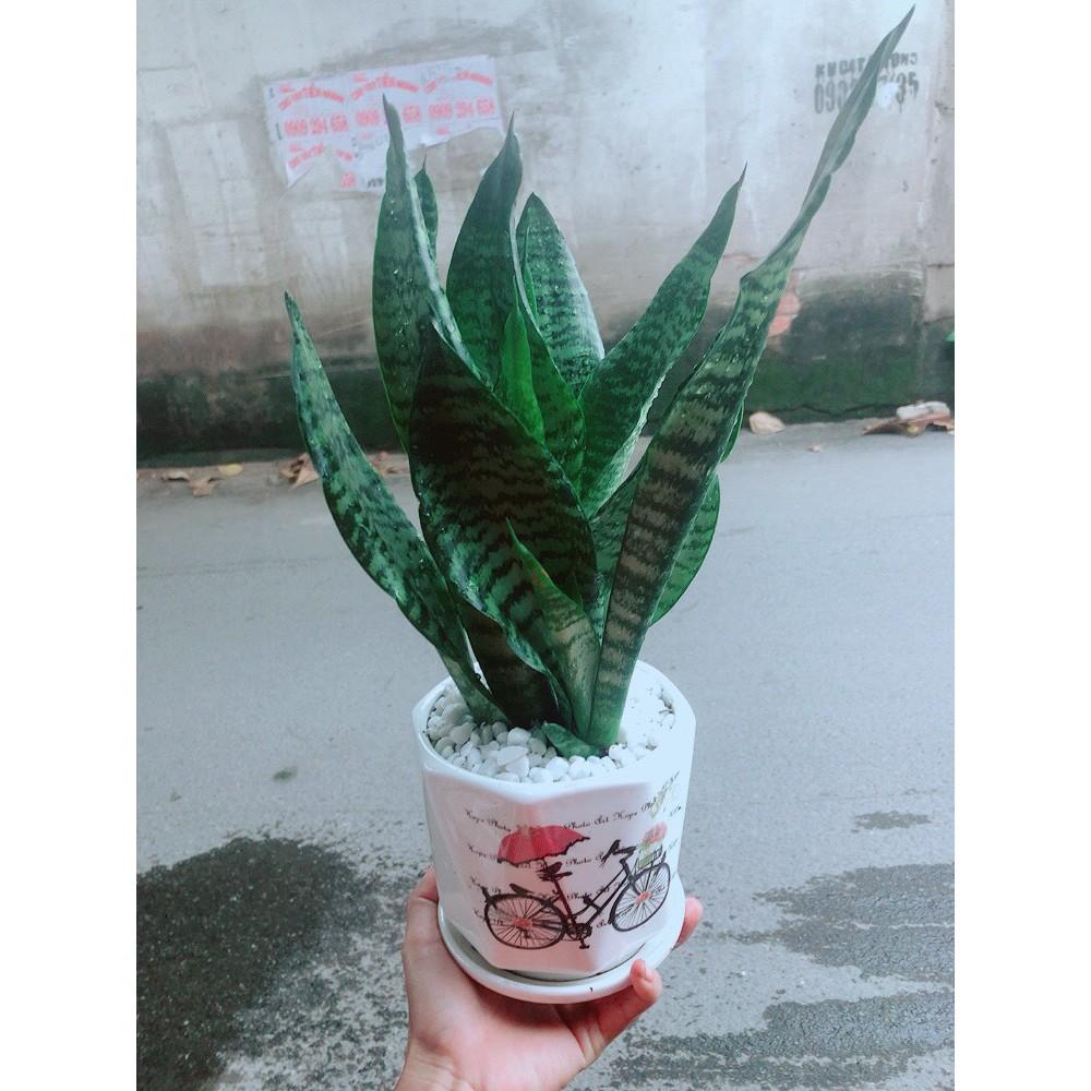 Chậu Lưỡi Hổ Thái Xanh