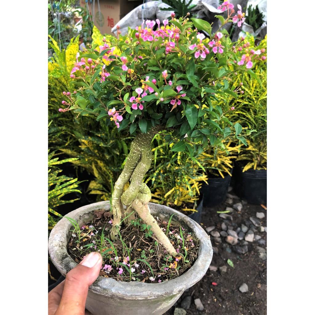 Chậu Bonsai cây Hồng Ngọc Mai