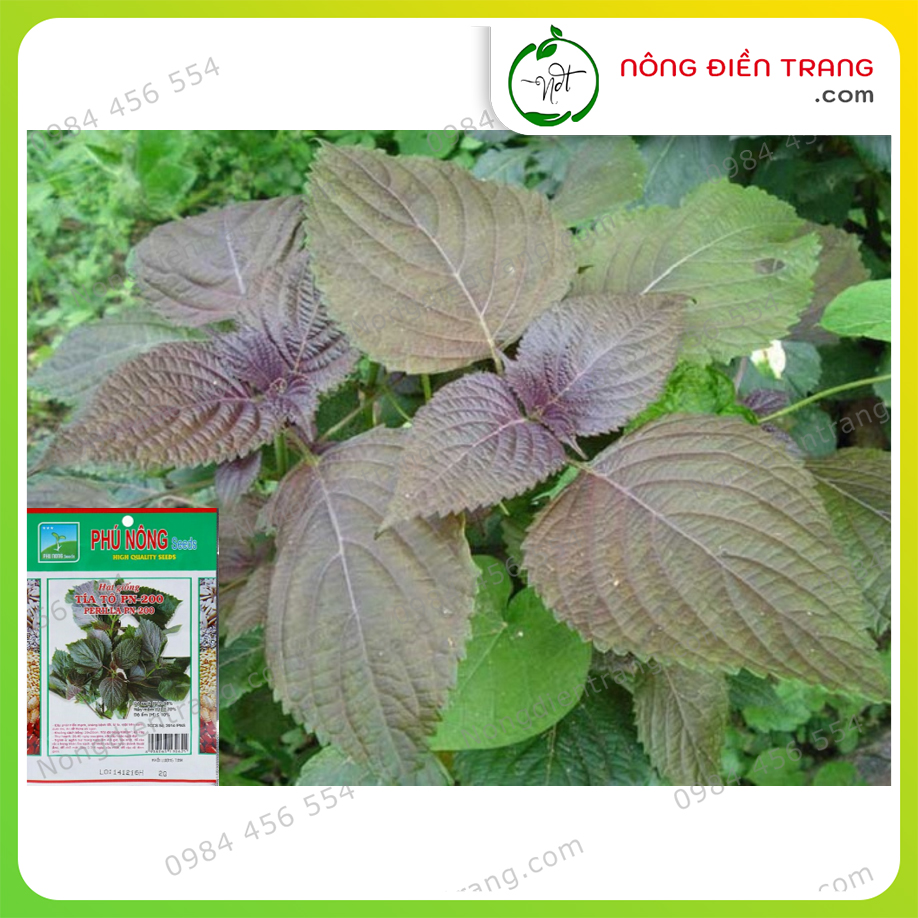 Hạt giống Rau Tía Tô Cao Sản Phú Nông - Gói 2g - Dễ trồng, dễ chăm sóc, không kén đất, kháng bệnh tốt VTNN Nông Điền Trang