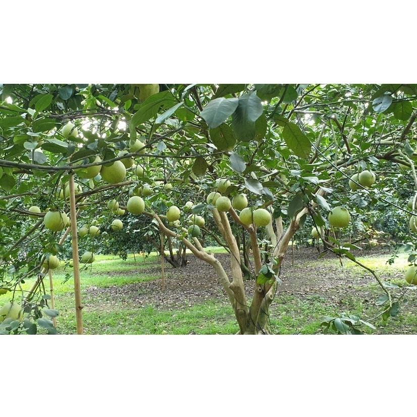 Bưởi Da Xanh Choai cây vài tháng ăn quả chất lượng tốt năng suất cao