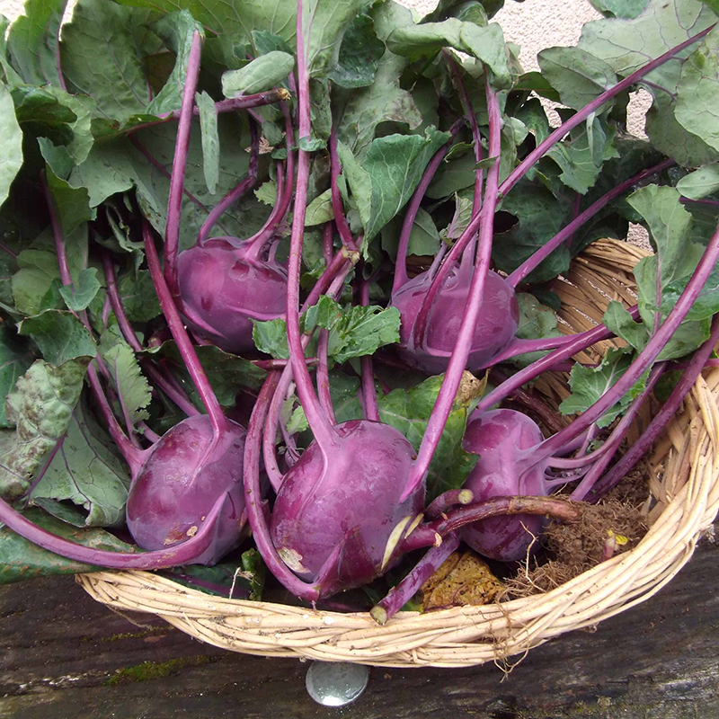 Hạt Giống Su Hào Tím Nhật Bản Nảy Mầm Cực Chuẩn Gói 1gram