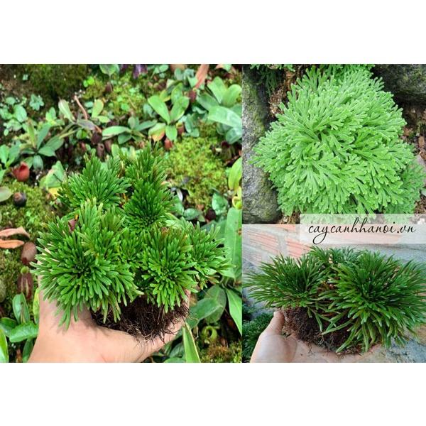 Cây trường sinh thảo