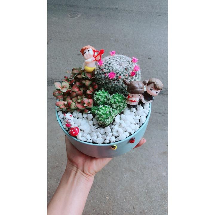 Chậu Cây Xương Rồng Tiểu Cảnh