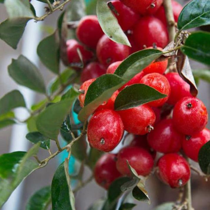 Combo 3 nhót ngọt - giống F1