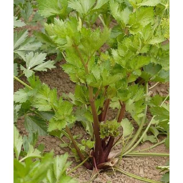 Hạt giống rau cần tây đỏ dể trồng f1 -gói 2gr