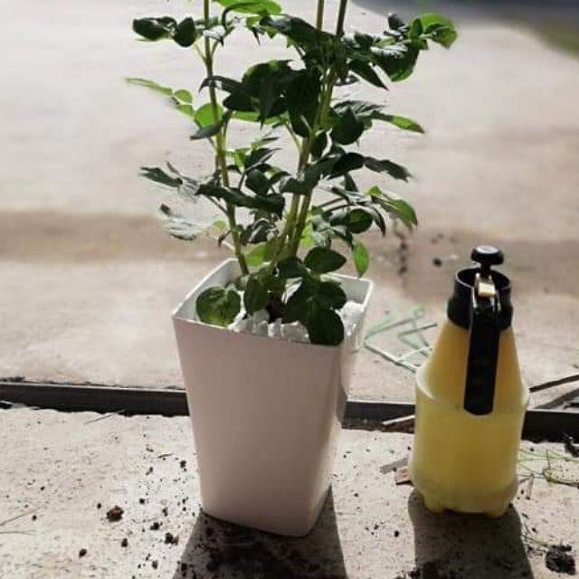 HOT Chậu nhựa vuông cao 25cm siêu đẹp