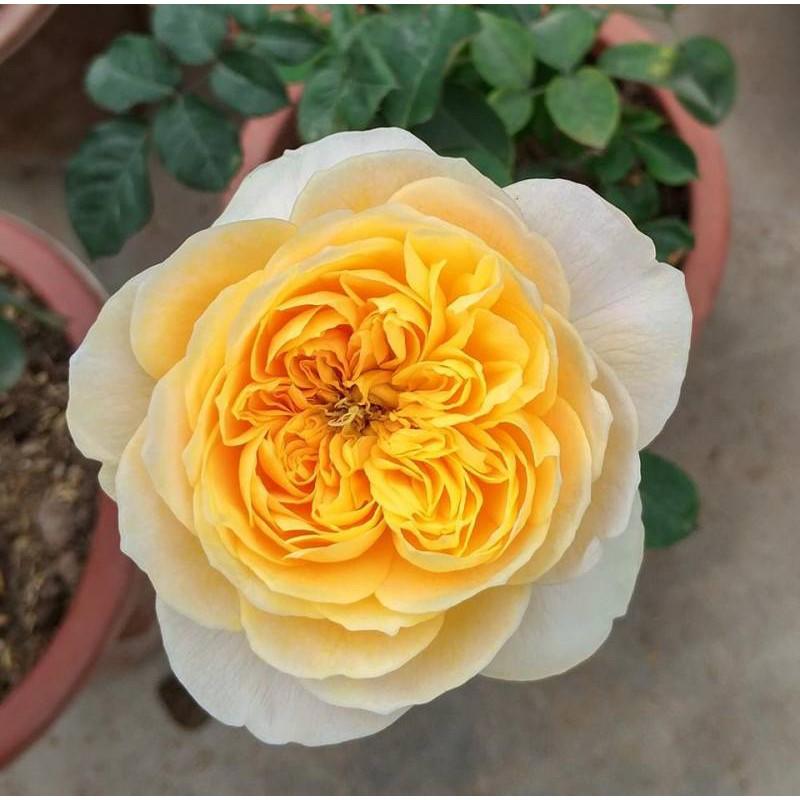 Cây giống Hoa Hồng ngoại.