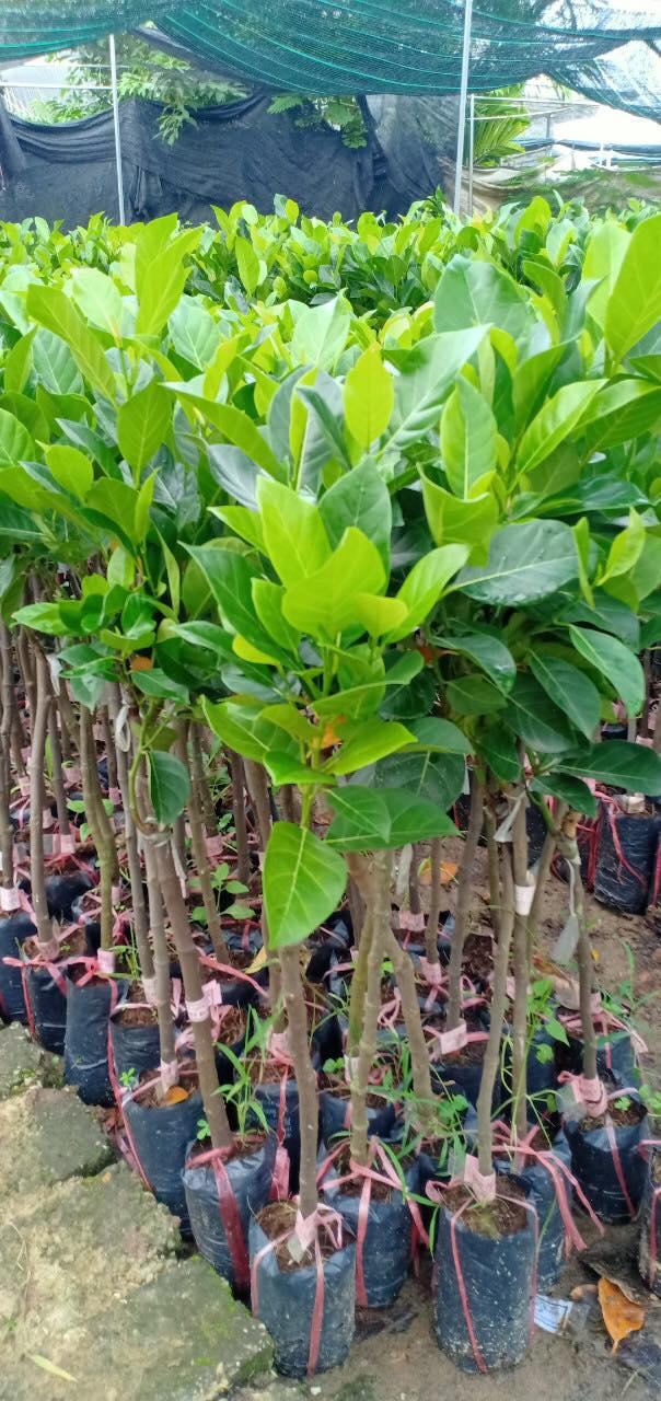 Mít không hạt, giống Cây MÍT KHÔNG HẠT
