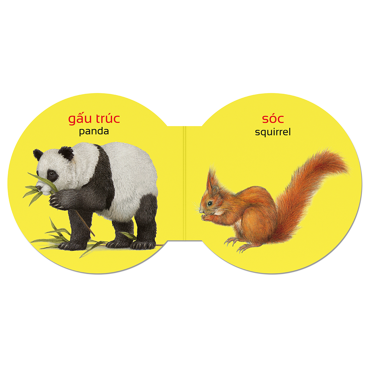 Picture Dictionary - Từ điển bằng hình - Động vật hoang dã - Wild Animals