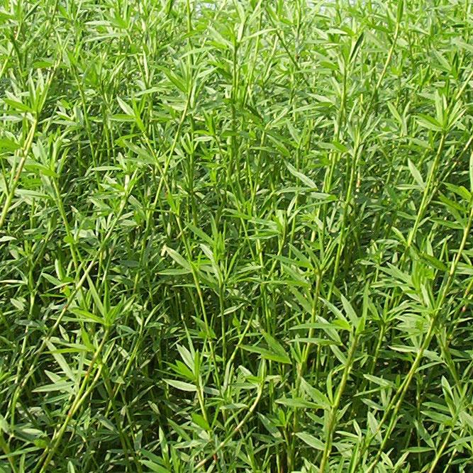 Hạt Giống Cỏ Chăn Nuôi Stylo  KNS3738 - Gói 50gram