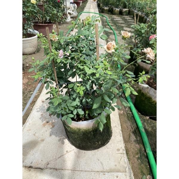 Hồng Ngoại KoKo LoCo- bầu to cây lớn trưởng thành